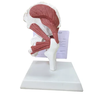 Anatomia humana esqueleto em Tamanho real 1: 1 Músculos ligados à articulação do quadril modelo