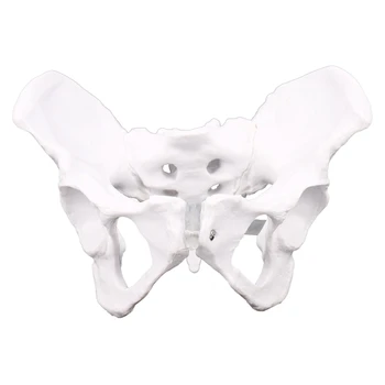 Feminino Anatomia Da Pelve Pélvica Esqueleto Garganta Anatômica Anatomia Do Crânio Escultura De Cabeça De Modelo De Corpo