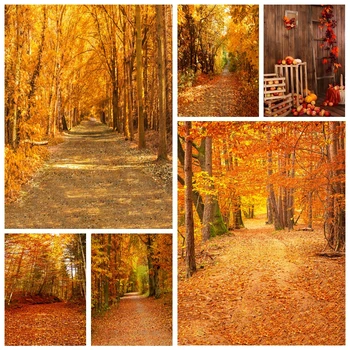 Outono, Floresta, Árvore De Folhas Caídas Pano De Fundo A Natureza, A Paisagem De Outono Do Cenário De Fotografia Foto De Fundo Cenários De Estúdio Adereços